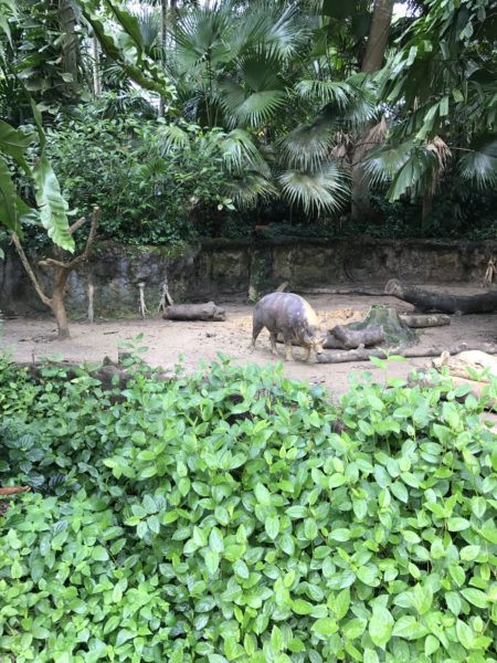 シンガポール動物園に行ってみた感想 見どころ おすすめのまわり方を紹介 まなすけまなこ