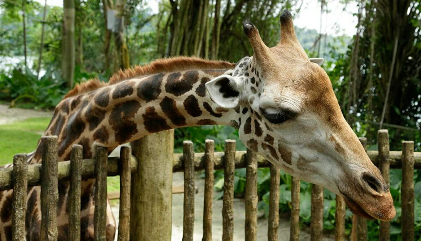 シンガポール動物園に行ってみた感想 見どころ おすすめのまわり方を紹介 まなすけまなこ